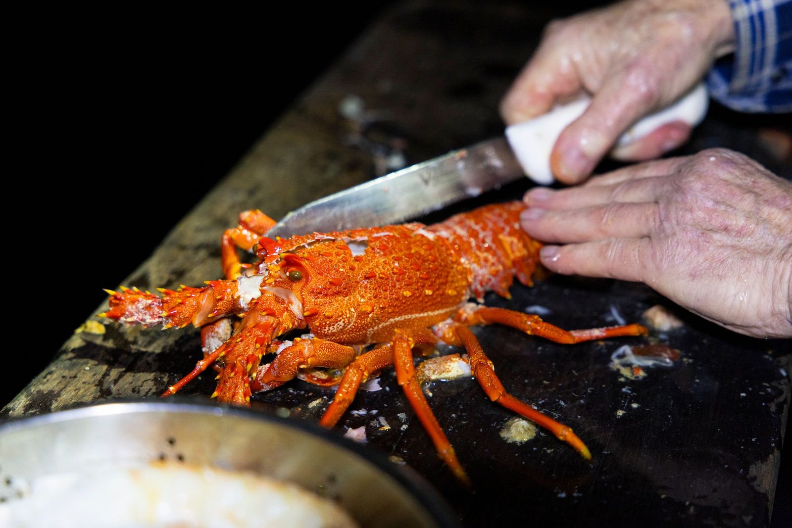 A Fiordland crayfish being prepared on the galley bench aboard MV Tutoko